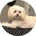Small dog resting indoors